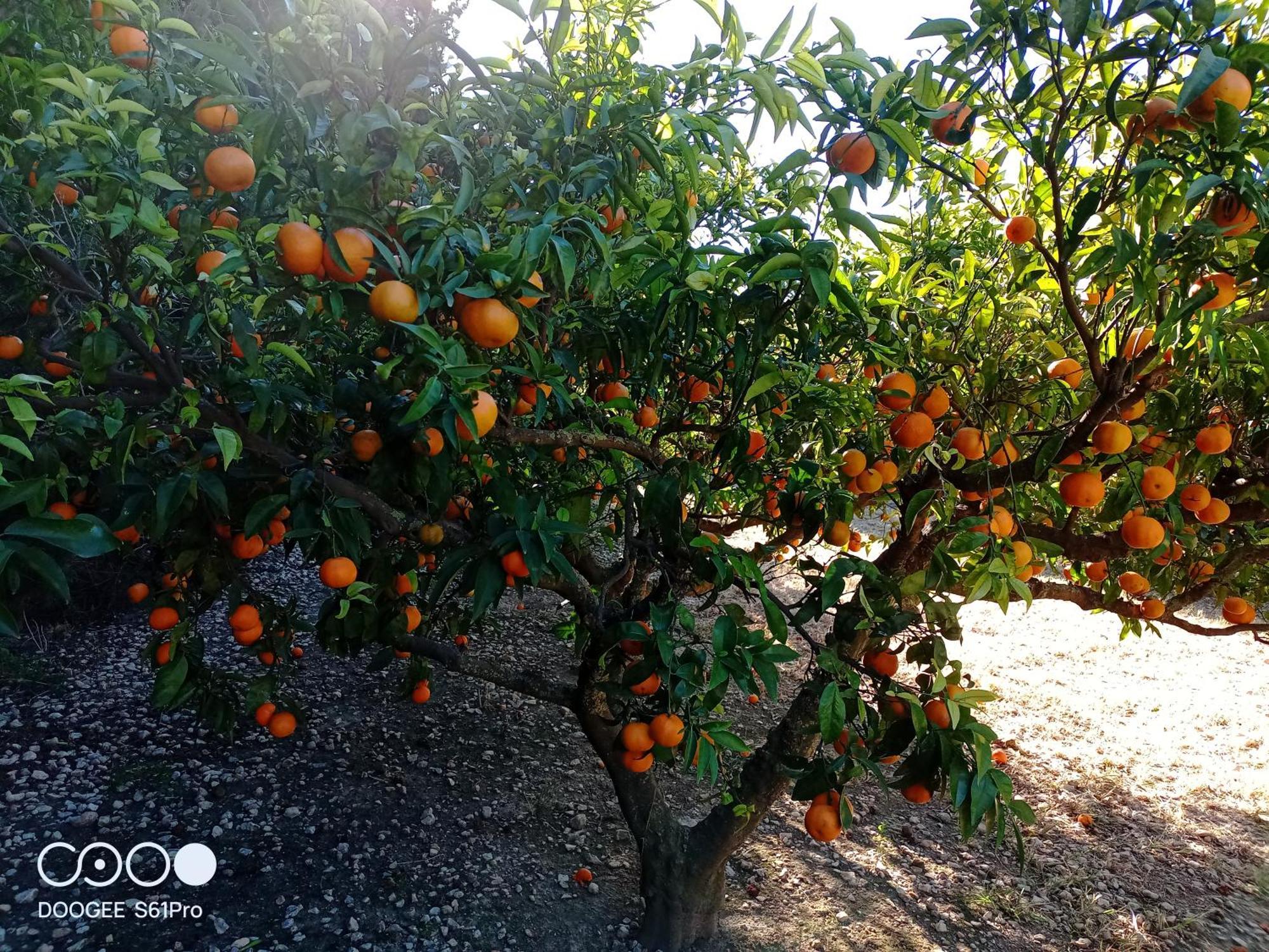 Casa Rural Complex Masia Del Tremendo Y Agroturismo Camarles Eksteriør billede